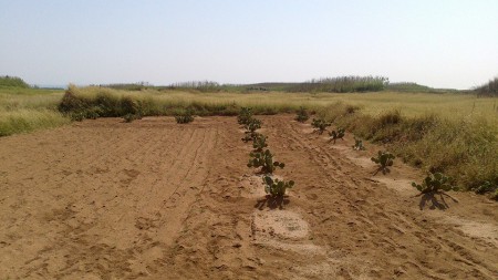 20131007-00002 農園現況